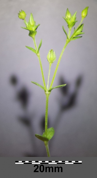 Pflanzenbild gross Gewöhnliches Quendelblättriges Sandkraut - Arenaria serpyllifolia