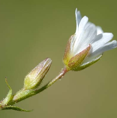 Pflanzenbild gross Dreigriffliges Hornkraut - Cerastium cerastoides