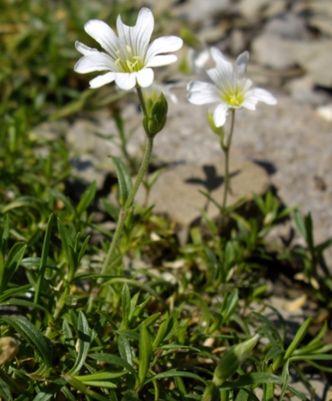 Pflanzenbild gross Acker-Hornkraut - Cerastium arvense