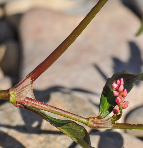 Pflanzenbild gross Pfirsichblättriger Knöterich - Polygonum persicaria
