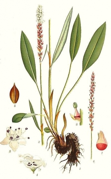 Pflanzenbild gross Knöllchen-Knöterich - Polygonum viviparum