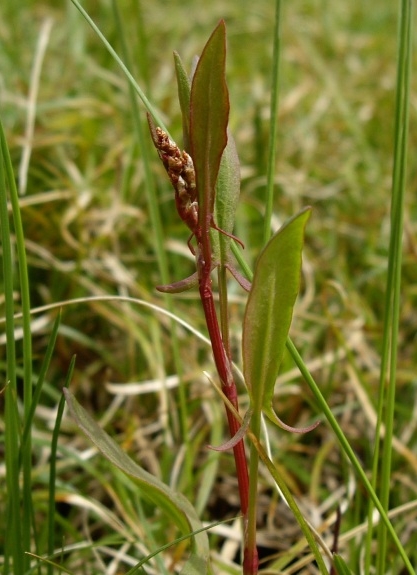 Pflanzenbild gross Kleiner Sauerampfer - Rumex acetosella