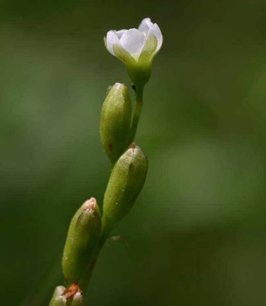 Pflanzenbild gross Langblättriger Sonnentau - Drosera anglica
