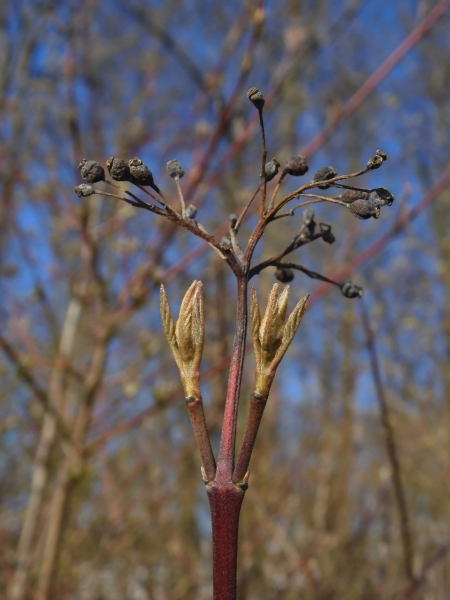 Pflanzenbild gross Hartriegel - Cornus sanguinea