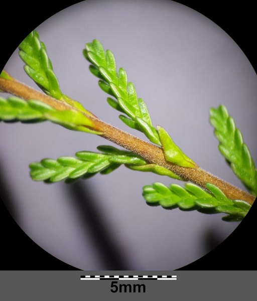 Pflanzenbild gross Besenheide - Calluna vulgaris