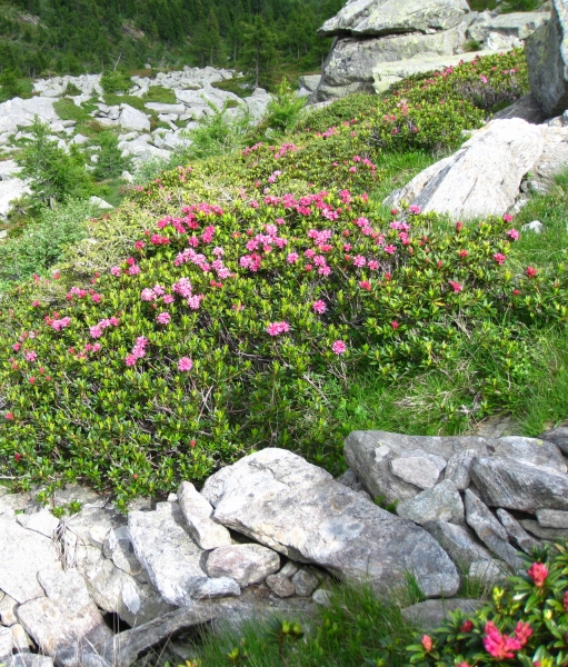 Pflanzenbild gross Rostblättrige Alpenrose - Rhododendron ferrugineum