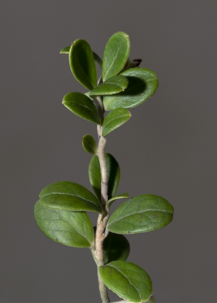 Pflanzenbild gross Preiselbeere - Vaccinium vitis-idaea