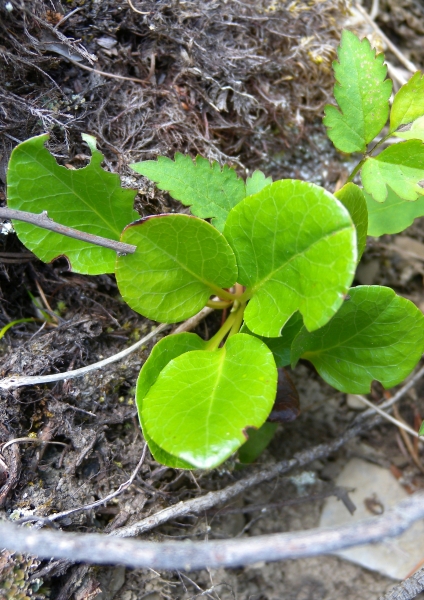 Pflanzenbild gross Rundblättriges Wintergrün - Pyrola rotundifolia