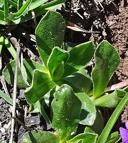 Pflanzenbild gross Ganzblättrige Primel - Primula integrifolia