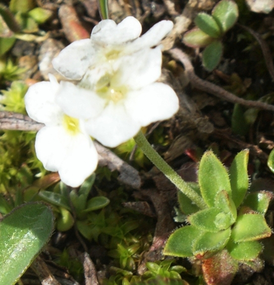Pflanzenbild gross Stumpfblättriger Mannsschild - Androsace obtusifolia