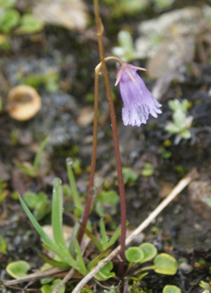 Pflanzenbild gross Kleines Alpenglöckchen - Soldanella pusilla