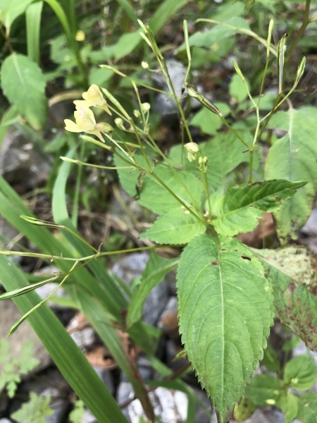 Pflanzenbild gross Kleines Springkraut - Impatiens parviflora