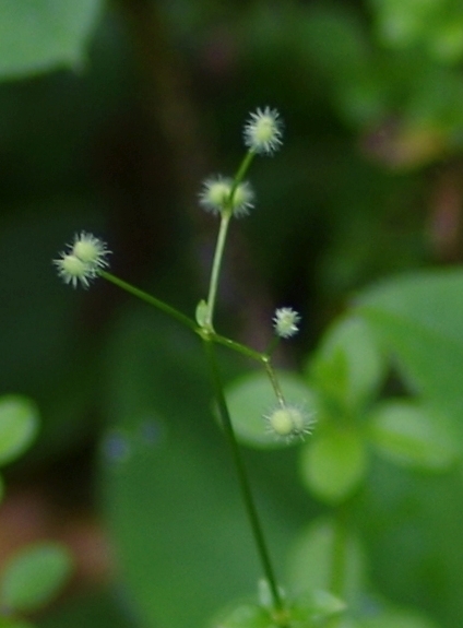 Pflanzenbild gross Rundblättriges Labkraut - Galium rotundifolium