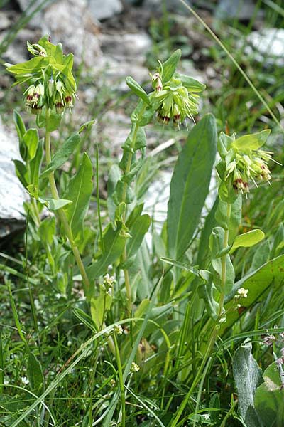 Pflanzenbild gross Alpen-Wachsblume - Cerinthe glabra