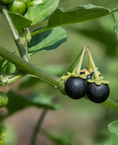 Pflanzenbild gross Schwarzer Nachtschatten - Solanum nigrum