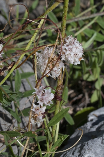 Pflanzenbild gross Quendel-Seide - Cuscuta epithymum