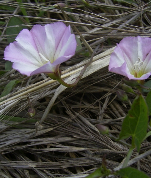 Pflanzenbild gross Acker-Winde - Convolvulus arvensis