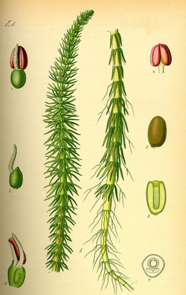 Pflanzenbild gross Tannenwedel - Hippuris vulgaris