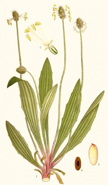 Pflanzenbild gross Spitz-Wegerich - Plantago lanceolata