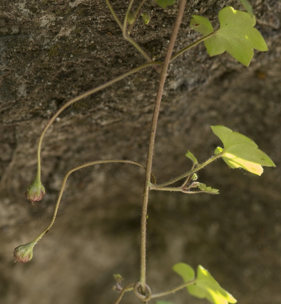 Pflanzenbild gross Zimbelkraut - Cymbalaria muralis