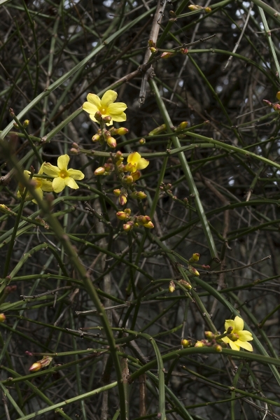 Pflanzenbild gross Winter-Jasmin - Jasminum nudiflorum