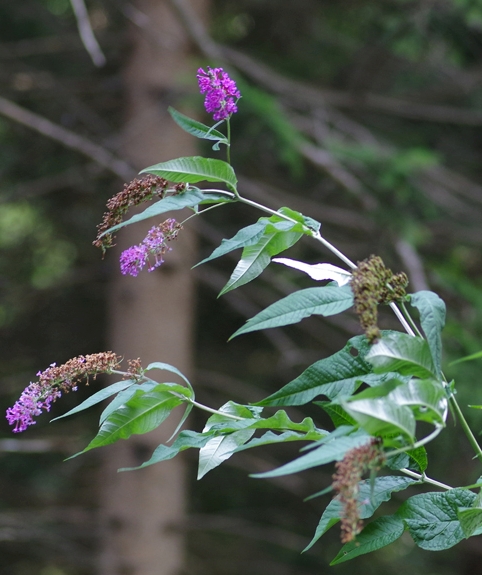 Pflanzenbild gross Schmetterlingsstrauch - Buddleja davidii