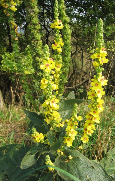 Pflanzenbild gross Dunkle Königskerze - Verbascum nigrum