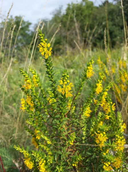 Pflanzenbild gross Gelber Zahntrost - Odontites luteus
