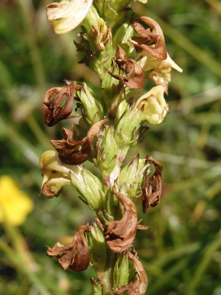 Pflanzenbild gross Aufsteigendes Läusekraut - Pedicularis ascendens