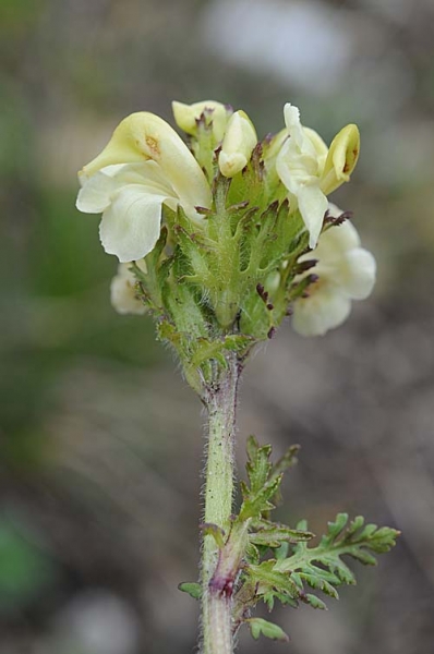Pflanzenbild gross Knolliges Läusekraut - Pedicularis tuberosa