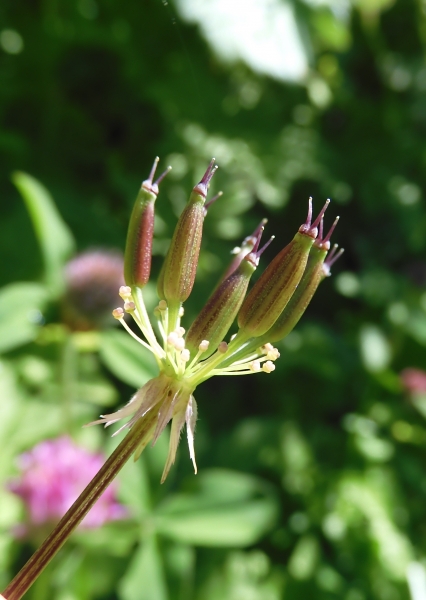Pflanzenbild gross Gewöhnlicher Gebirgs-Kälberkropf - Chaerophyllum hirsutum
