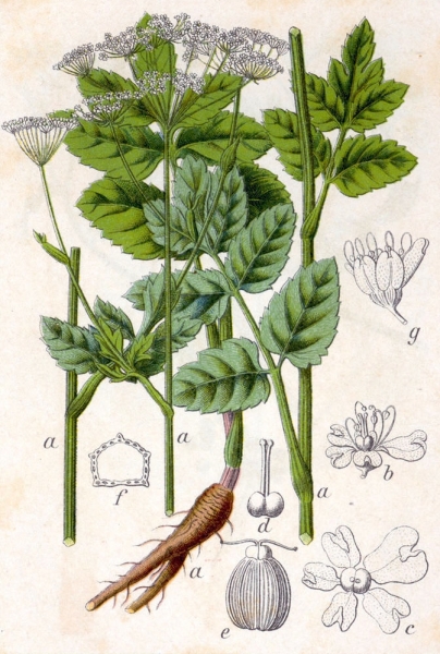 Pflanzenbild gross Grosse Bibernelle - Pimpinella major