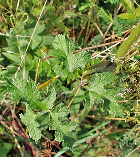 Pflanzenbild gross Wiesen-Bärenklau - Heracleum sphondylium