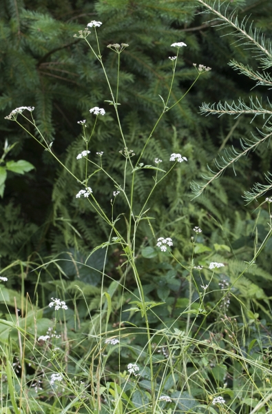 Pflanzenbild gross Wald-Borstendolde - Torilis japonica
