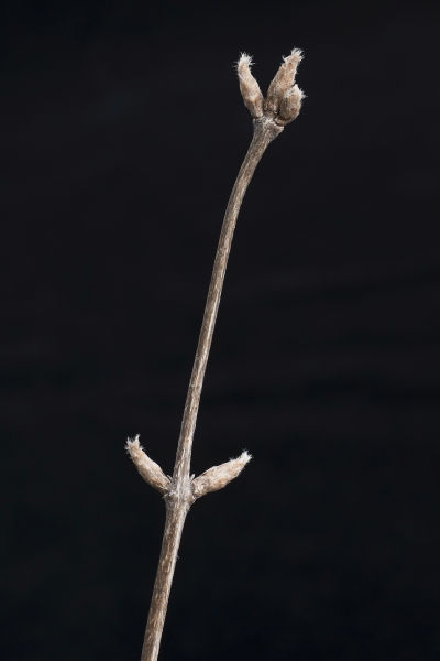 Pflanzenbild gross Rote Heckenkirsche - Lonicera xylosteum