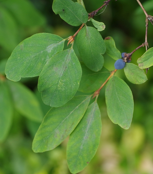 Pflanzenbild gross Blaue Heckenkirsche - Lonicera caerulea