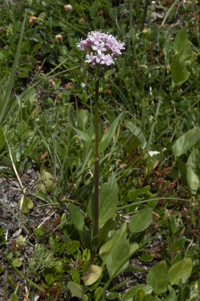 Pflanzenbild gross Berg-Baldrian - Valeriana montana