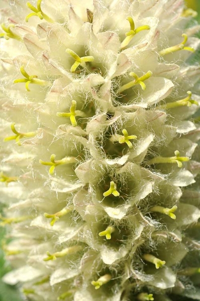Pflanzenbild gross Straussblütige Glockenblume - Campanula thyrsoides