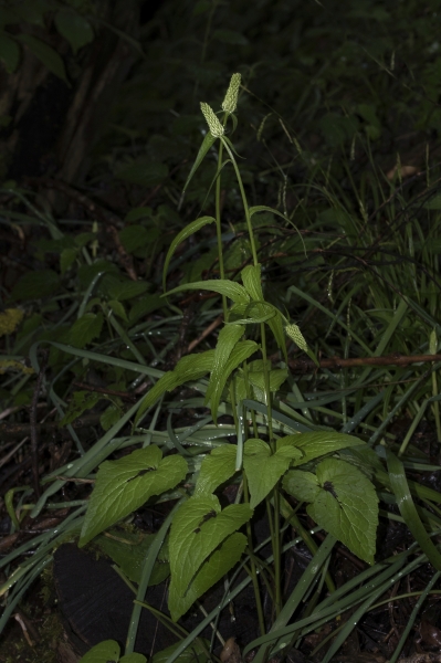 Pflanzenbild gross Ährige Rapunzel - Phyteuma spicatum