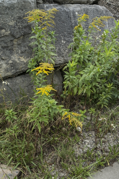 Pflanzenbild gross Kanadische Goldrute - Solidago canadensis