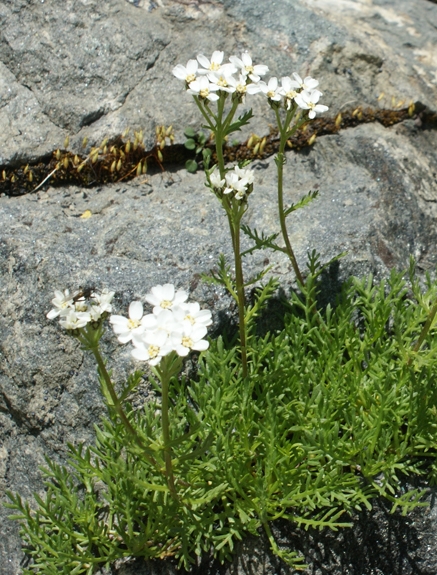 Pflanzenbild gross Moschus-Schafgarbe - Achillea erba-rotta subsp. moschata