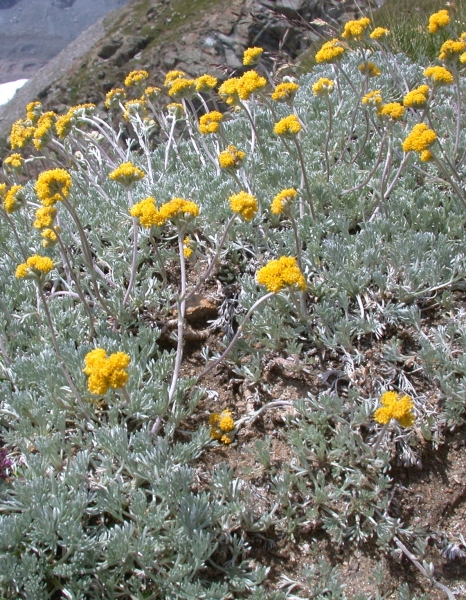 Pflanzenbild gross Gletscher-Edelraute - Artemisia glacialis