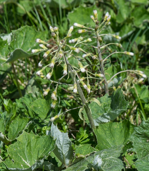 Pflanzenbild gross Weisse Pestwurz - Petasites albus