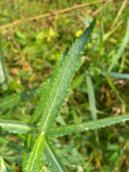 Pflanzenbild gross Sumpf-Greiskraut - Senecio paludosus