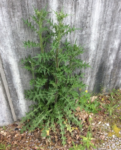 Pflanzenbild gross Gemeine Kratzdistel - Cirsium vulgare