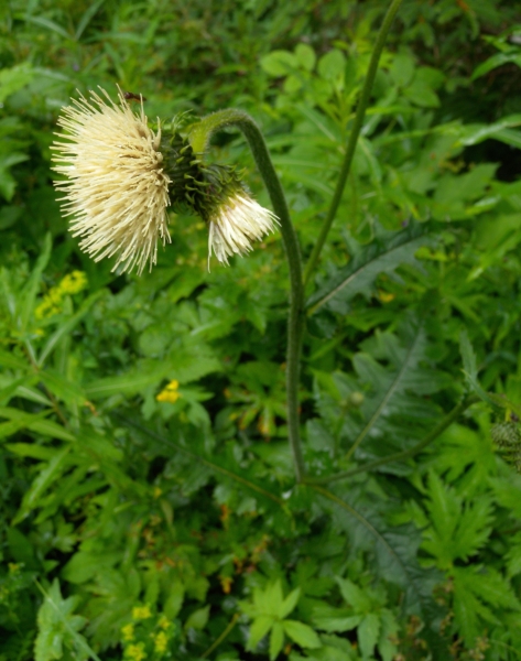 Pflanzenbild gross Klebrige Kratzdistel - Cirsium erisithales