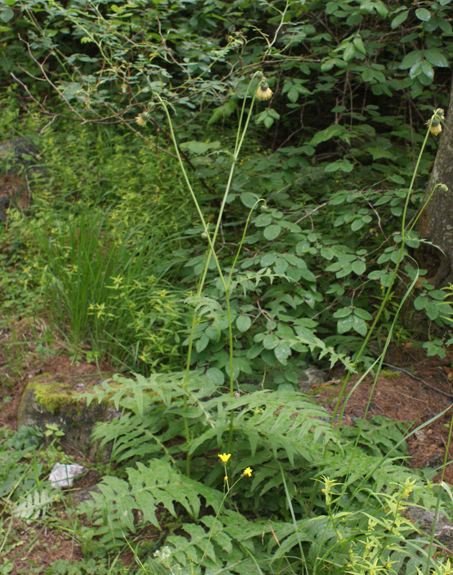 Pflanzenbild gross Klebrige Kratzdistel - Cirsium erisithales