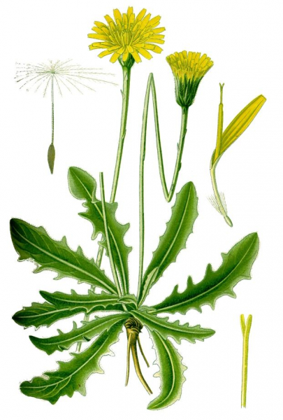 Pflanzenbild gross Wiesen-Ferkelkraut - Hypochaeris radicata
