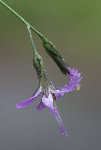 Pflanzenbild gross Purpurlattich - Prenanthes purpurea