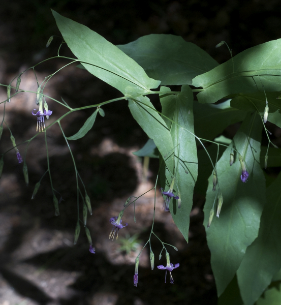 Pflanzenbild gross Purpurlattich - Prenanthes purpurea